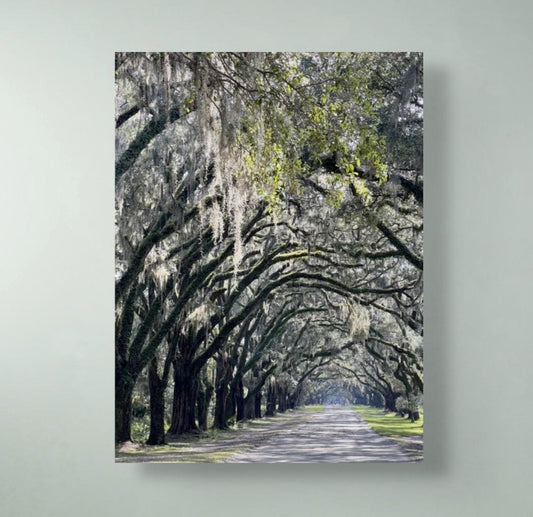 Savannah Georgia Photography Print: Wormsloe Plantation Oak Trees Spanish Moss