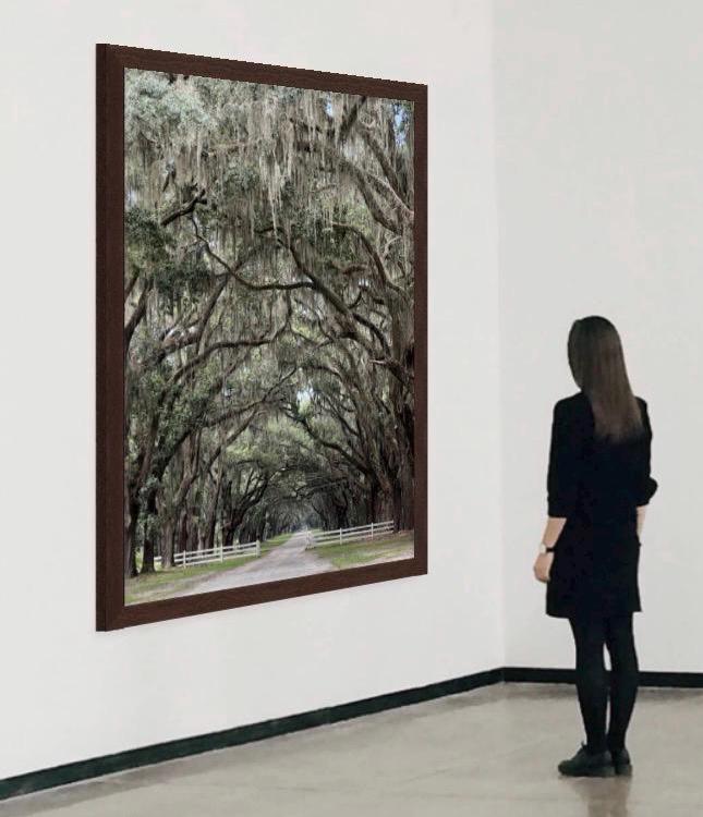 Savannah Georgia Oak Tree Lined Road Wormsloe Plantation Photography Print Unmatted