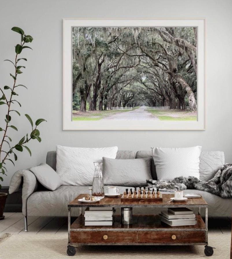 Savannah Georgia Road Lined With Live Oaks Spanish Moss Trees Wormsloe Plantation Photography Print Unmatted HORIZONTAL