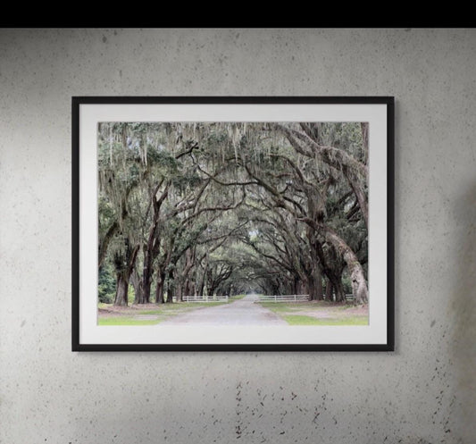 Savannah Georgia Road Lined With Live Oaks Spanish Moss Trees Wormsloe Plantation Photography Print Unmatted HORIZONTAL