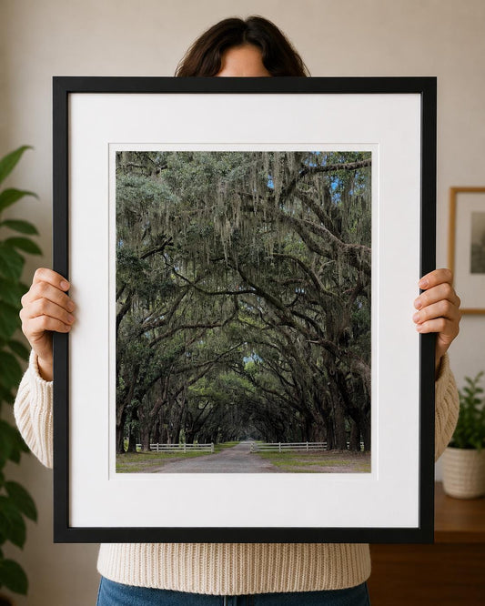 Savannah Georgia Oak Tree Lined Road Wormsloe Plantation Photography Print Unmatted