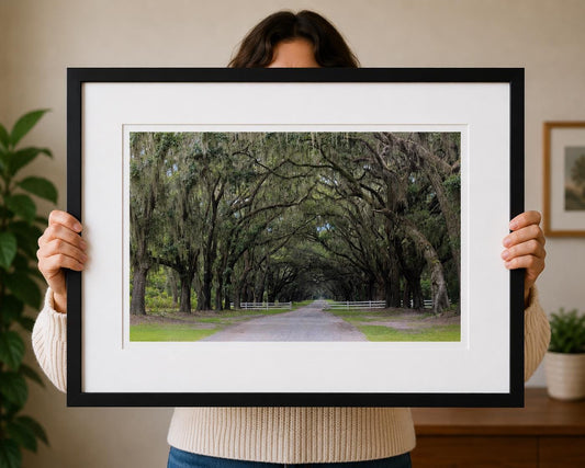 Savannah Georgia Road Lined With Live Oaks Spanish Moss Trees Wormsloe Plantation Photography Print Unmatted HORIZONTAL