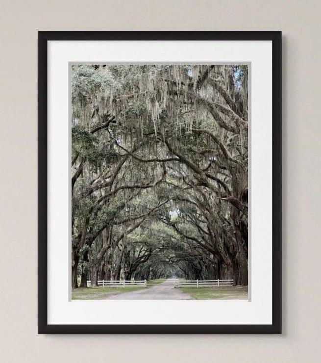 Savannah Georgia Oak Tree Lined Road Wormsloe Plantation Photography Print Unmatted