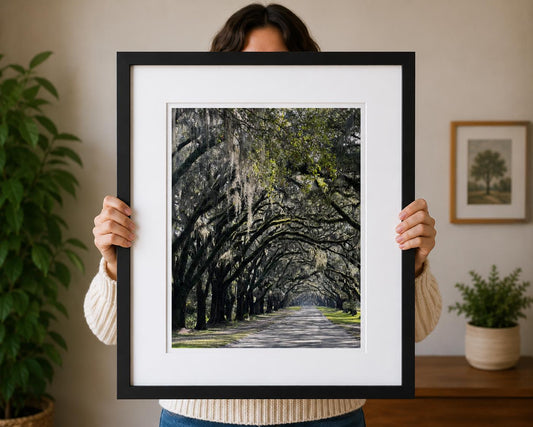 Savannah Georgia Photography Print: Wormsloe Plantation Oak Trees Spanish Moss