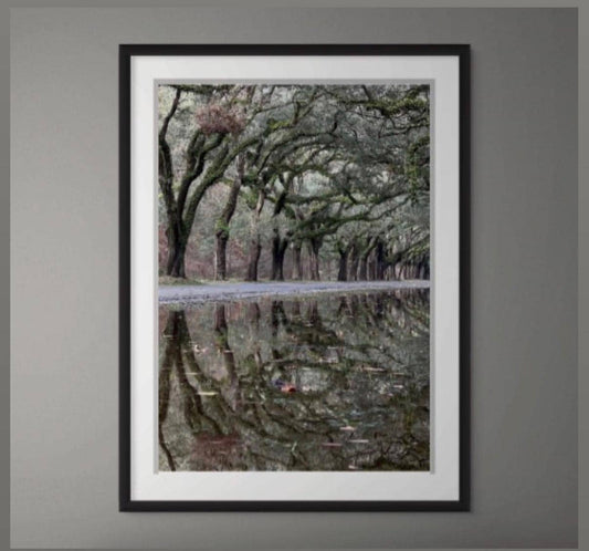 Savannah Georgia Oak Tree Lined Road Wormsloe Plantation Reflection Photography Print Unmatted
